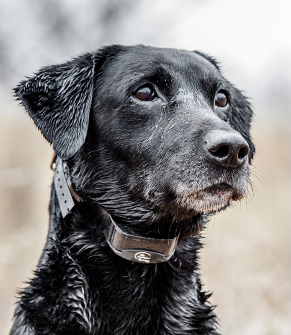 L.L.Bean | SportDOG Yard Trainer 300